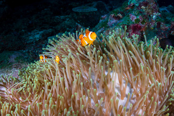 Naklejka na ściany i meble A cute family of False Clownfish (Amphiprion ocellaris) in their host anemone on a tropical coral reef
