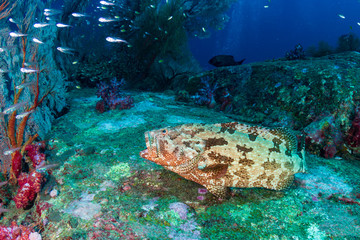 Fototapeta na wymiar Malabar Grouper (Epinephelus malabaricus) being cleaned on a tropical coral reef (Koh Tachai, Thailand)