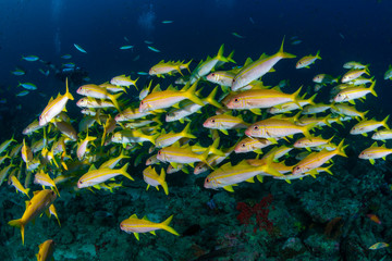 Large shoals of tropical fish around a coral reef in Thailand's Similan Islands