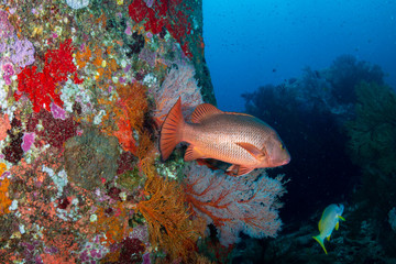 A colorful tropical coral reef at Koh Tachai island, Andaman Sea