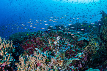 Fototapeta na wymiar Colorful Common Lionfish (Pterois miles) swimming on a tropical coral reef in the Andaman Sea