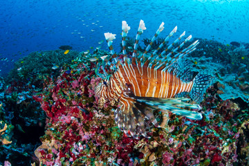 Naklejka na ściany i meble Colorful Common Lionfish (Pterois miles) swimming on a tropical coral reef in the Andaman Sea