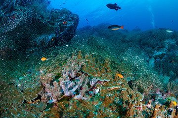 Naklejka na ściany i meble Large shoals of tropical fish around a coral reef in Thailand's Similan Islands