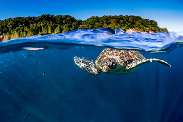 Large Green Sea Turtle (Chelonia mydas) near the surface in a tropical ocean (Similan Islands) © whitcomberd