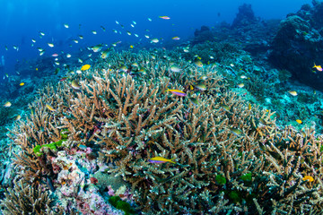 Fototapeta na wymiar Large shoals of tropical fish around a coral reef in Thailand's Similan Islands