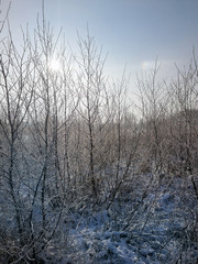 Winterlandschaft