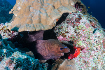 Giant Moray Eel in a coral reef hole