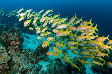 Fototapeta na wymiar Colorful tropical fish swimming around a coral reef in Thailand