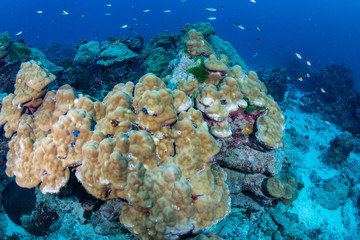 Naklejka na ściany i meble Hard corals on a tropical reef in the Similan Islands
