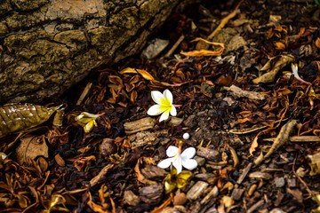 インドソケイと枯葉