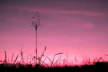 silhouette of grass with colorful  dramatic light twilight pink sky and sunset background