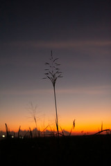 silhouette of grass with colorful  dramatic light twilight sky and sunset background