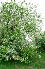 Spring blooming tree