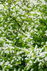Spring blooming tree