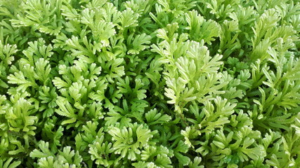 Green leaf background