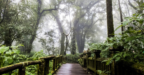 wooden walkway with Moss around the in rain Grain and fog forest in the morning at Chiang Mai Province, Thailand shooting by Smart phone