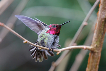 Obraz na płótnie Canvas Male Annas Hummingbird