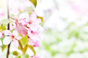  Floral natural background spring time season. Blooming apple tree.