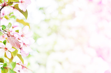 Obraz na płótnie Canvas Floral natural background spring time season. Blooming apple tree.