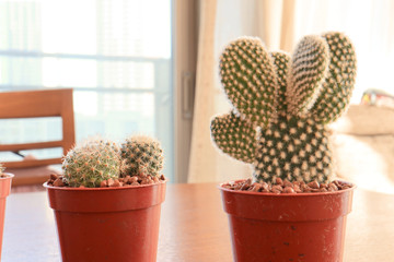 Cactuses on Wooden table, At the Living Room