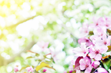 Obraz na płótnie Canvas Floral natural background spring time season. Blooming apple tree.