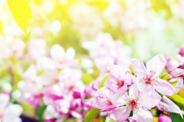 Fototapeta na wymiar Floral natural background spring time season. Blooming apple tree.