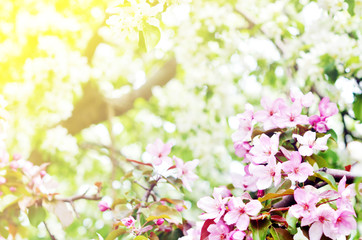  Floral natural background spring time season. Blooming apple tree.