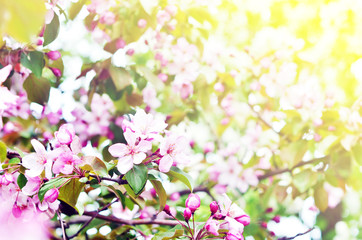  Floral natural background spring time season. Blooming apple tree.