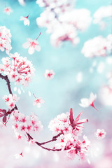 Natural spring and summer background. Delicate white and pink cherry flowers in the spring garden.