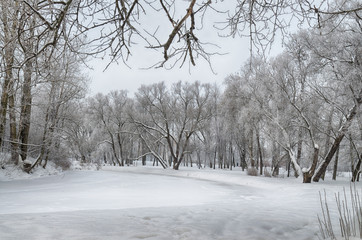 Cold winter in the woods.
