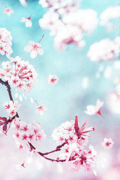 Fototapeta Natural spring and summer background. Delicate white and pink cherry flowers in the spring garden.