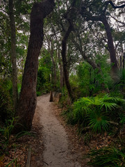 An afternoon stroll down a quiet pathway. 