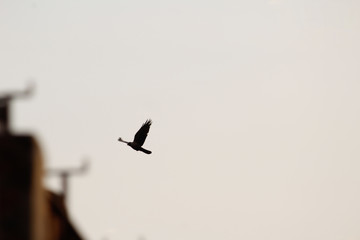 Crow Flying in the Sky