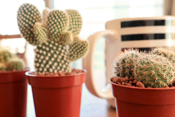 Coffee Cup and Cactuses on Wooden table, At the Living Room