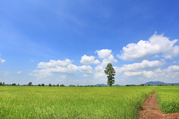 Beautiful puffy cloud on blue sky in young green paddy rice field and tree. Landscape summer scene...