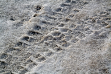 Tyre track in snow.