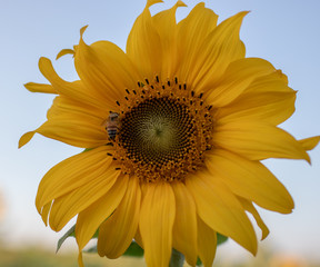 sun flower with little cute bee