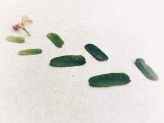 Tamarind leaves with sapling alignment background