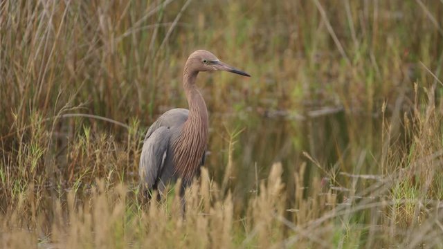 Reddish Egret feeding in wetlands marsh in the Everglades