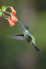 Blue hummingbird Violet Sabrewing flying next to beautiful red flower. Tinny bird fly in jungle. Wildlife in tropic Costa Rica. Two bird sucking nectar from bloom in the forest. Bird behaviour