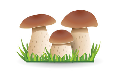 White mushroom. vegetable healthy food. mushrooms isolated on white background. Vector cartoon close-up illustration.