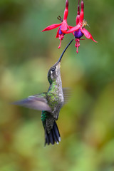 Blue hummingbird Violet Sabrewing flying next to beautiful red flower. Tinny bird fly in jungle. Wildlife in tropic Costa Rica. Two bird sucking nectar from bloom in the forest. Bird behaviour