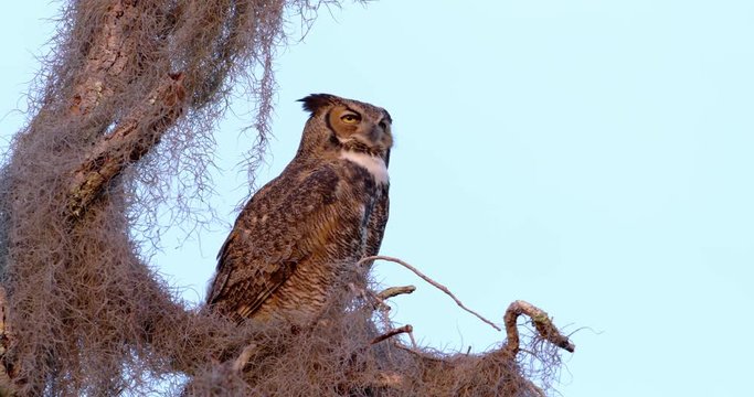 Great Horned Owl sitting in Florida tree with Spanish moss at sunset with nice blue sky.
