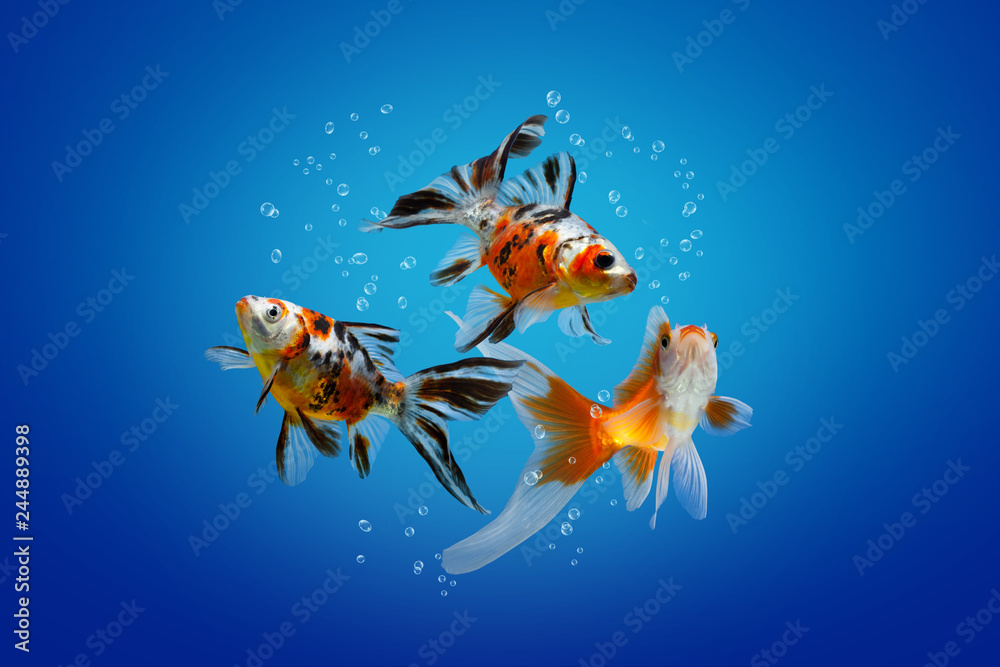 Wall mural Underwater collage of aquarium fish, Colourful goldfish blue on background with bubbles - Wall murals