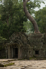 Naklejka premium Tree grows above ruins of temple entrance