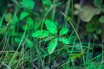 Green leaves in meadow covered with toxic, green paint. Polluted nature during road construction works  