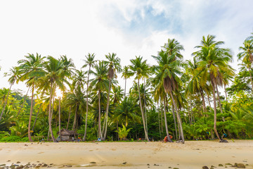 Coconut palm tree on sea beach sunrise morning blue sky