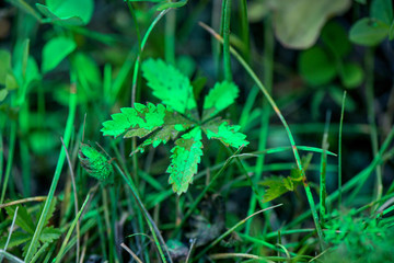 Green leaves in meadow covered with toxic, green paint. Polluted nature during road construction works  