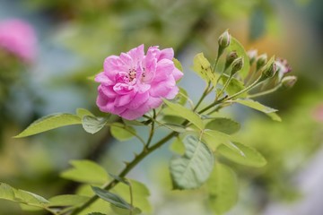 Obraz premium pink flower in the garden