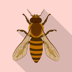 Isolated object of insect and fly icon. Collection of insect and element stock symbol for web.